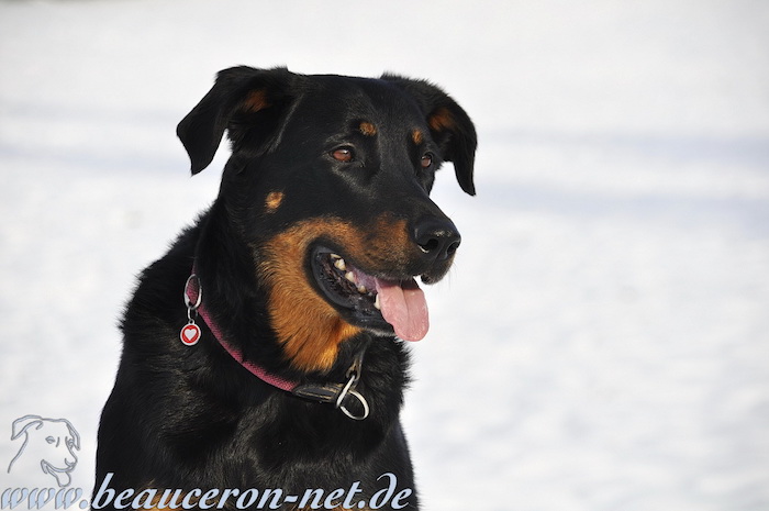 beauceron-net.de