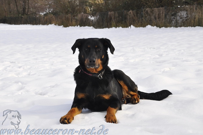 beauceron-net.de