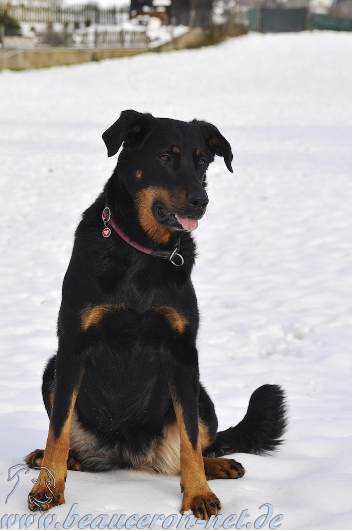 beauceron-net.de