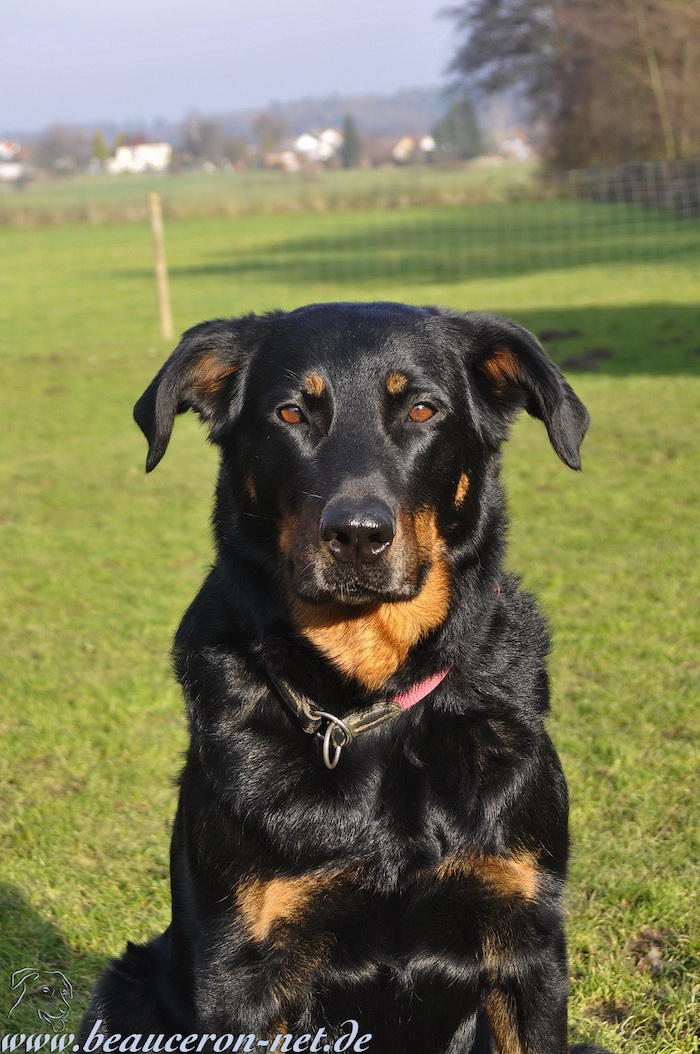 beauceron-net.de