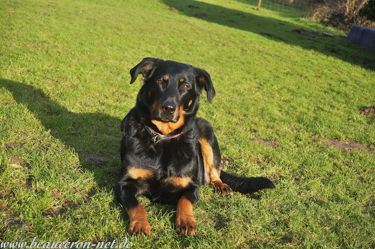 beauceron-net.de