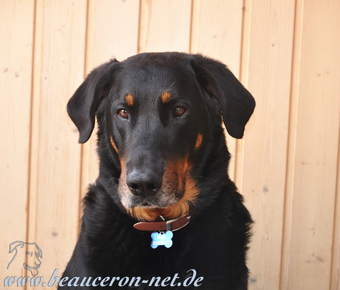 beauceron-net.de