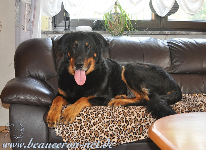 beauceron-net.de