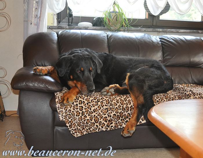 beauceron-net.de