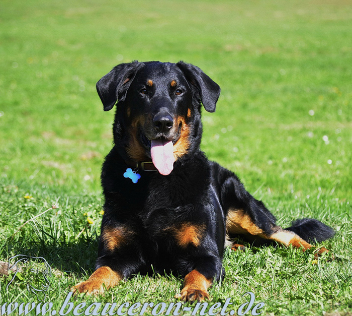 beauceron-net.de