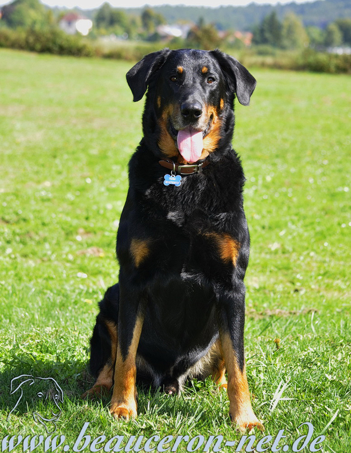 beauceron-net.de