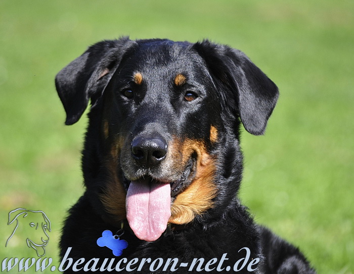 beauceron-net.de