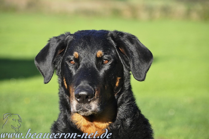 beauceron-net.de