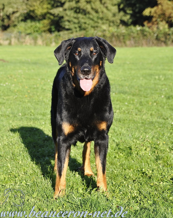 beauceron-net.de