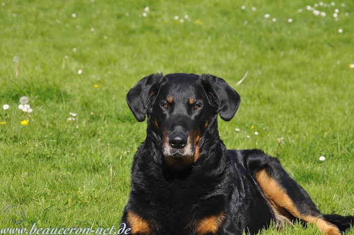 beauceron-net.de