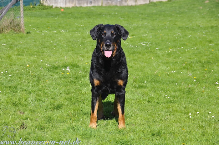 beauceron-net.de