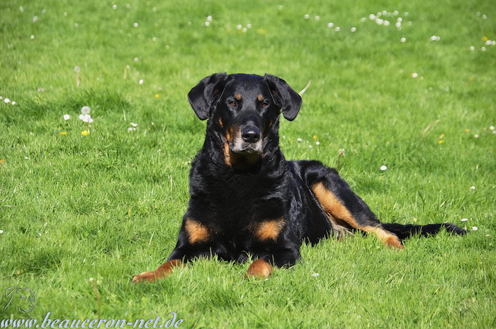 beauceron-net.de