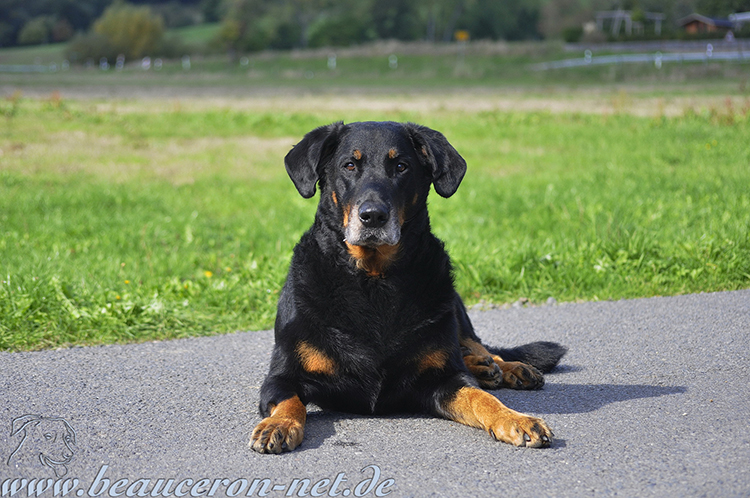 beauceron-net.de