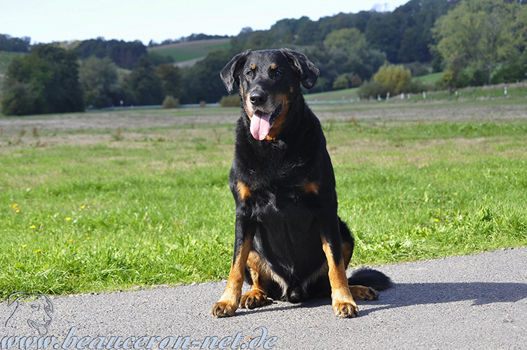 beauceron-net.de