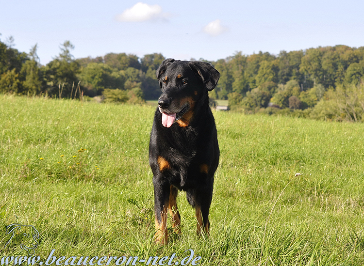 beauceron-net.de