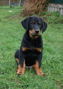 beauceron-net.de