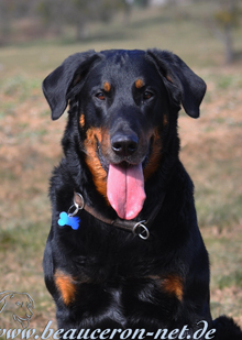 beauceron-net.de