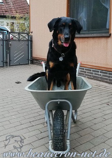 beauceron-net.de