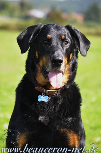 beauceron-net.de