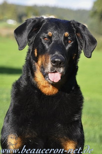 beauceron-net.de