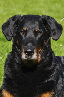 beauceron-net.de