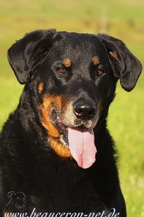 beauceron-net.de