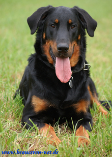 beauceron-net.de