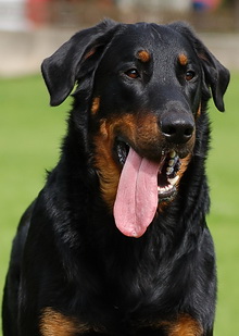 beauceron-net.de