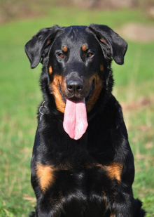 beauceron-net.de