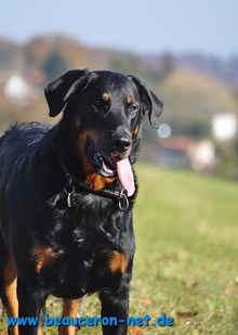 beauceron-net.de