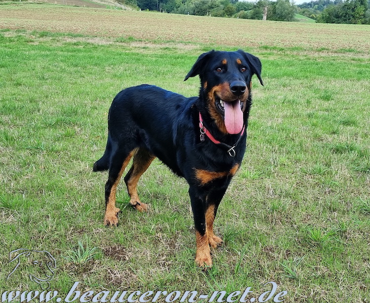 beauceron-net.de