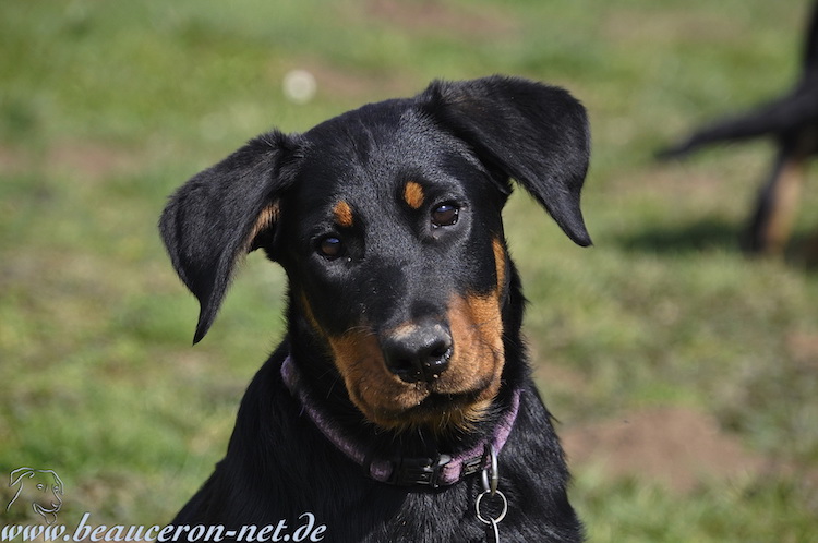 beauceron-net.de