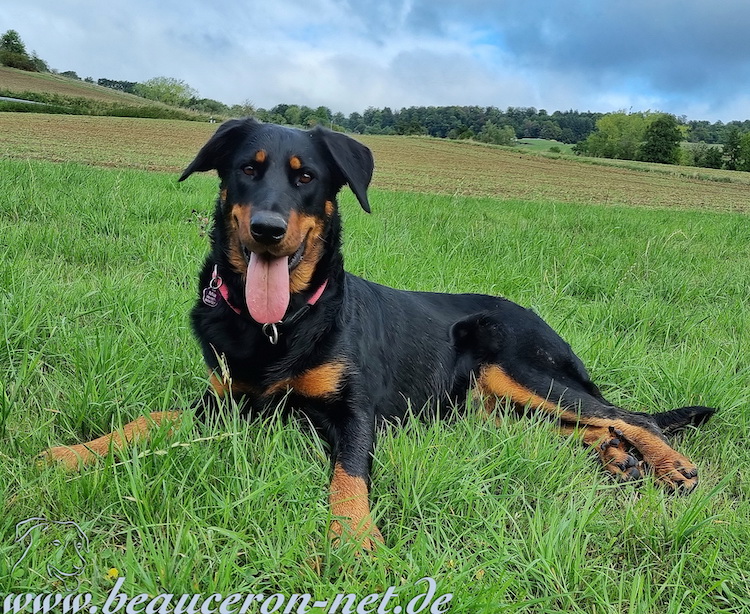 beauceron-net.de