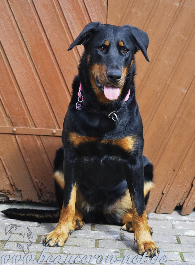 beauceron-net.de