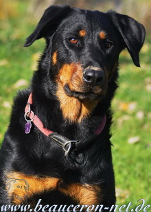 beauceron-net.de