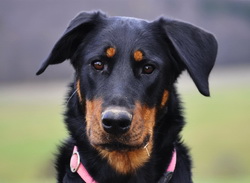 www.beauceron-net.de