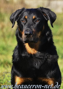 beauceron-net.de