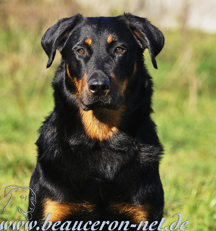 www.beauceron-net.de