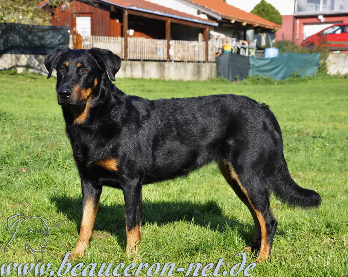 www.beauceron-net.de