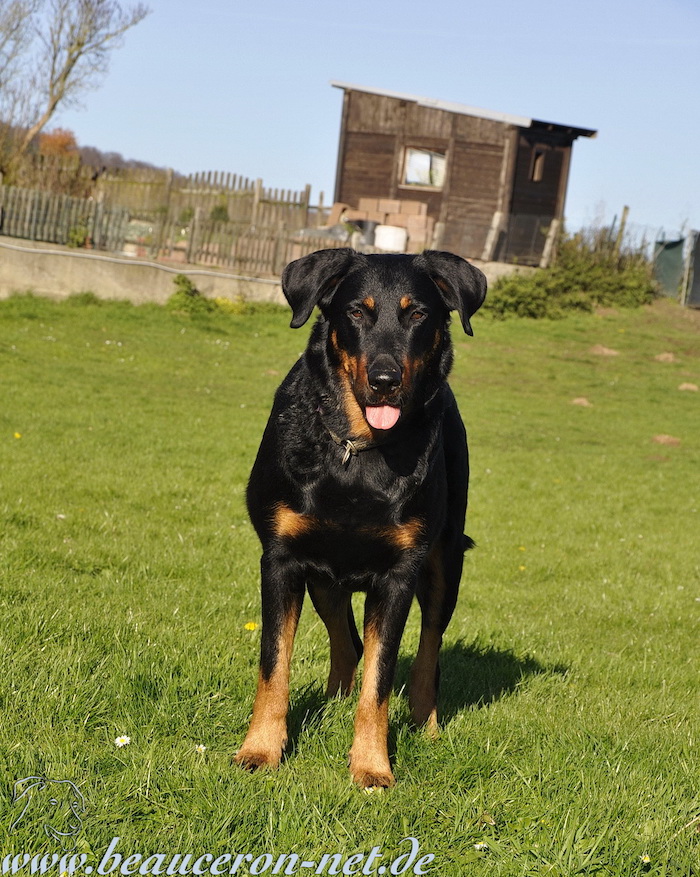 www.beauceron-net.de