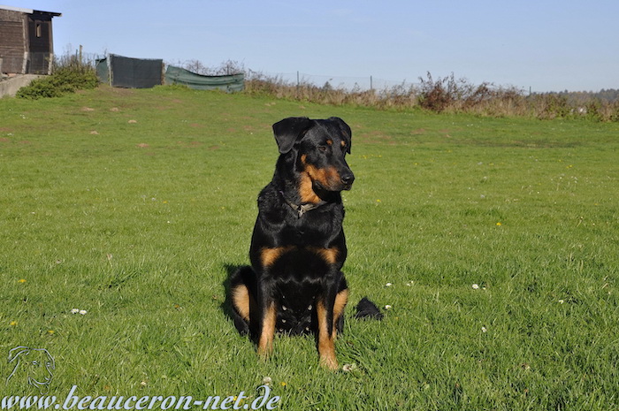 www.beauceron-net.de