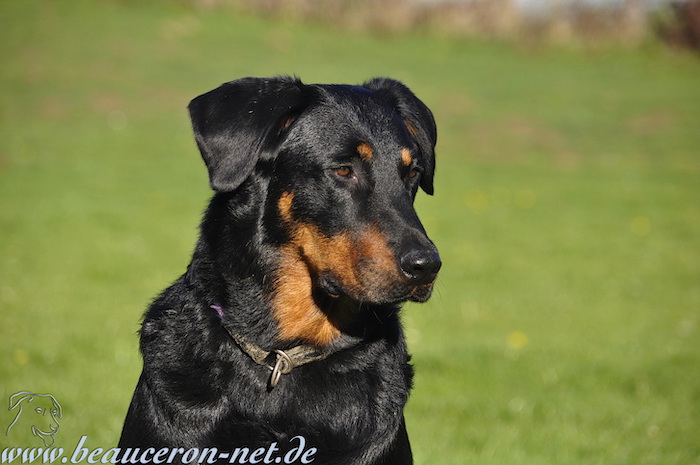 www.beauceron-net.de