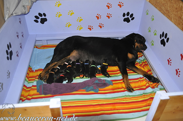 www.beauceron-net.de