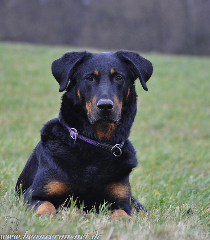 www.beauceron-net.de