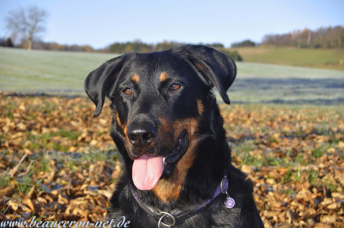 www.beauceron-net.de