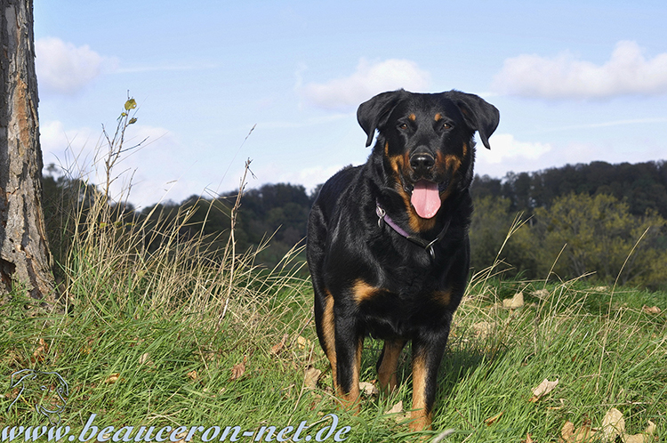 www.beauceron-net.de