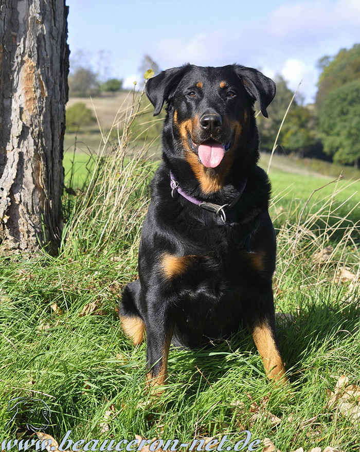 www.beauceron-net.de