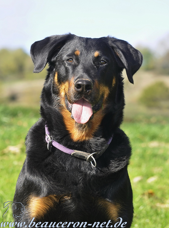 www.beauceron-net.de