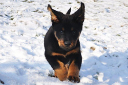 www.beauceron-net.de