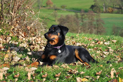 www.beauceron-net.de